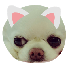 [LINEスタンプ] さびしいお顔のチワワくん