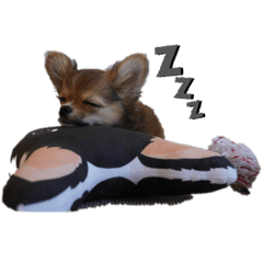 [LINEスタンプ] チワワ ライちゃん