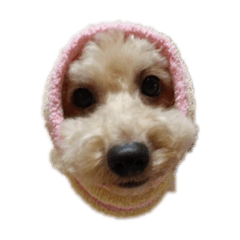 [LINEスタンプ] らんちゃん特集