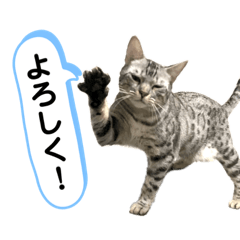 [LINEスタンプ] ベルだよ！（吹き出し）3