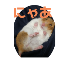 [LINEスタンプ] ミスターハムスター ベル