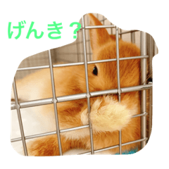 [LINEスタンプ] ネザーランドドワーフ ほたるくん