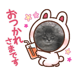 [LINEスタンプ] ネコのたくみくん2