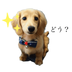 [LINEスタンプ] 癒し犬 エル