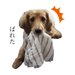 [LINEスタンプ] 癒やし犬 エル 2