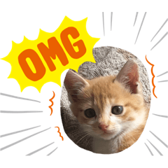 [LINEスタンプ] Simba's daily life.