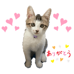 [LINEスタンプ] すずちゃんきほんのスタンプ②