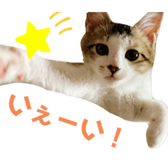 [LINEスタンプ] すずちゃんきほんのスタンプ