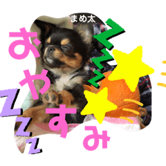 [LINEスタンプ] うちの♡保護っ子♡