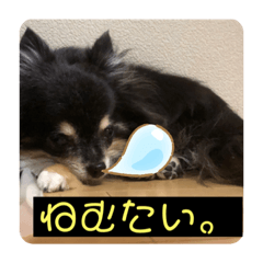 [LINEスタンプ] チワ、白プー、茶プースタンプ