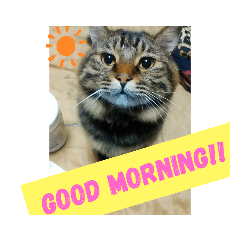 [LINEスタンプ] Cute My Cat  Nyago