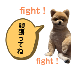 [LINEスタンプ] ポメラニアンのカイくん2