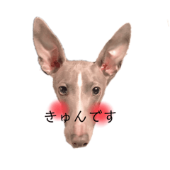 [LINEスタンプ] 犬のスタンプII