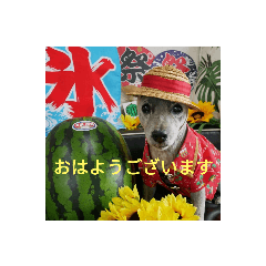 [LINEスタンプ] ケアーンテリアのポチのスタンプbyえみポチ