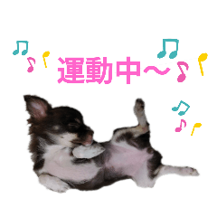[LINEスタンプ] チワワのチロル2