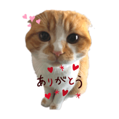 [LINEスタンプ] すこてぃっっっしゅ