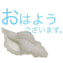 [LINEスタンプ] 貝がらで…3