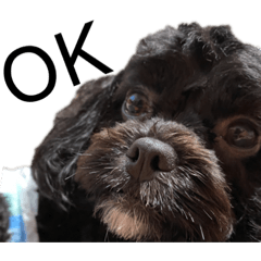 [LINEスタンプ] choco's life stamp