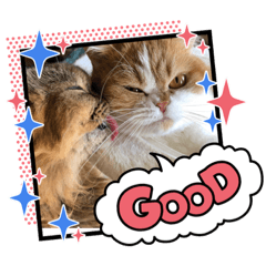[LINEスタンプ] ドンノブボム⑦