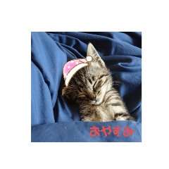 [LINEスタンプ] コロコロンスタンプ
