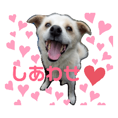 [LINEスタンプ] 『しろ』は譲渡犬①