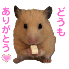 [LINEスタンプ] キンクマ専用スタンプ★
