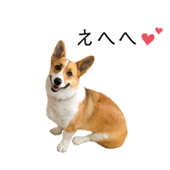 [LINEスタンプ] コーギー犬のゼン。