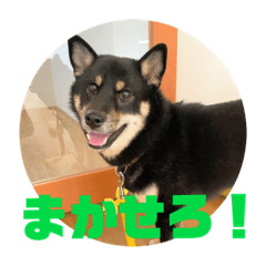 [LINEスタンプ] 黒豆柴の姫ちゃんスタンプ(*´ч`*)