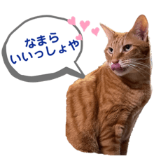 [LINEスタンプ] なまら北海道弁のネコ