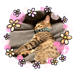 [LINEスタンプ] 猫様のルーティン