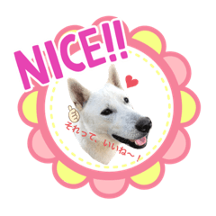 [LINEスタンプ] ハクのスタンプ3