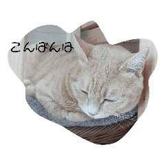 [LINEスタンプ] ねこたんねこまんスタンプ40個入り