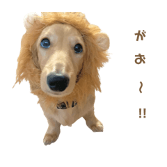 [LINEスタンプ] まいにちちゃおくん♡