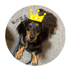 [LINEスタンプ] 犬のスタンプ＜チワワ・ダックスフンド＞
