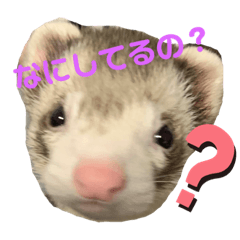 [LINEスタンプ] フェレット〈くろすけ〉2