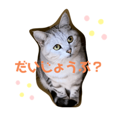 [LINEスタンプ] ひめちゃんの日常(ねこスタンプ)
