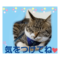 [LINEスタンプ] たくましい猫(ФωФ)