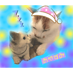 [LINEスタンプ] ねこのこさん