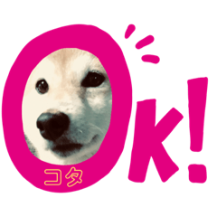 [LINEスタンプ] ♡うちのコタちゃん♡