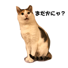 [LINEスタンプ] 三毛猫の男子ふーちゃんスタンプ