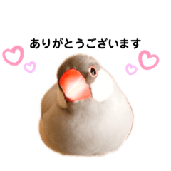 [LINEスタンプ] シルバー文鳥のふくちゃん
