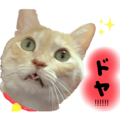 [LINEスタンプ] 琥珀の仲間①