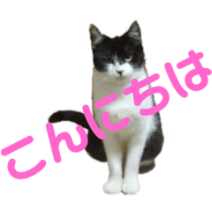 [LINEスタンプ] 癒しのニャンコなっちゃんと愉快な仲間たち