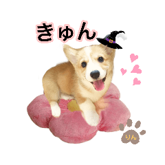 [LINEスタンプ] コーギーのりんりん