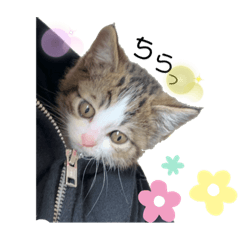 [LINEスタンプ] 子猫のふうたと兄弟2