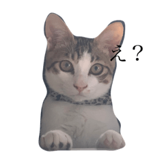 [LINEスタンプ] ぼくみんみんらみそ
