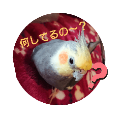 [LINEスタンプ] オカメインコの琥珀