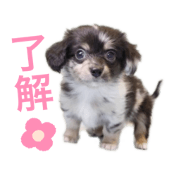[LINEスタンプ] ノア☺︎No.1
