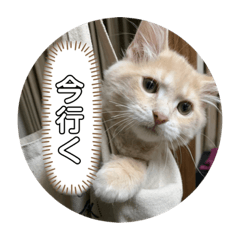 [LINEスタンプ] ゆるっとまめちゃん