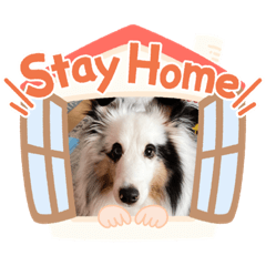 [LINEスタンプ] しぇるてぃ スタンプぱーと2